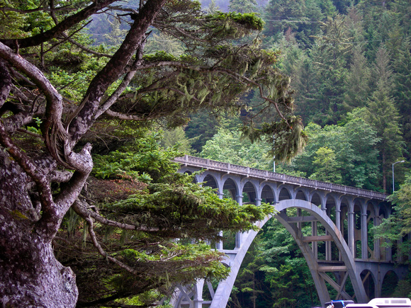 Tree Bridge