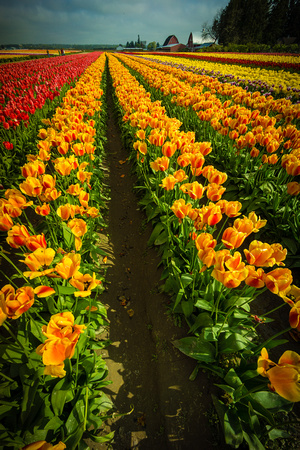 Rows of Color